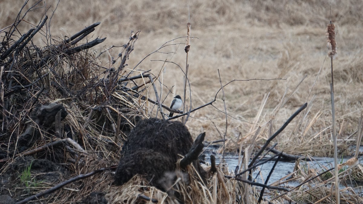 Eastern Kingbird - ML510745461