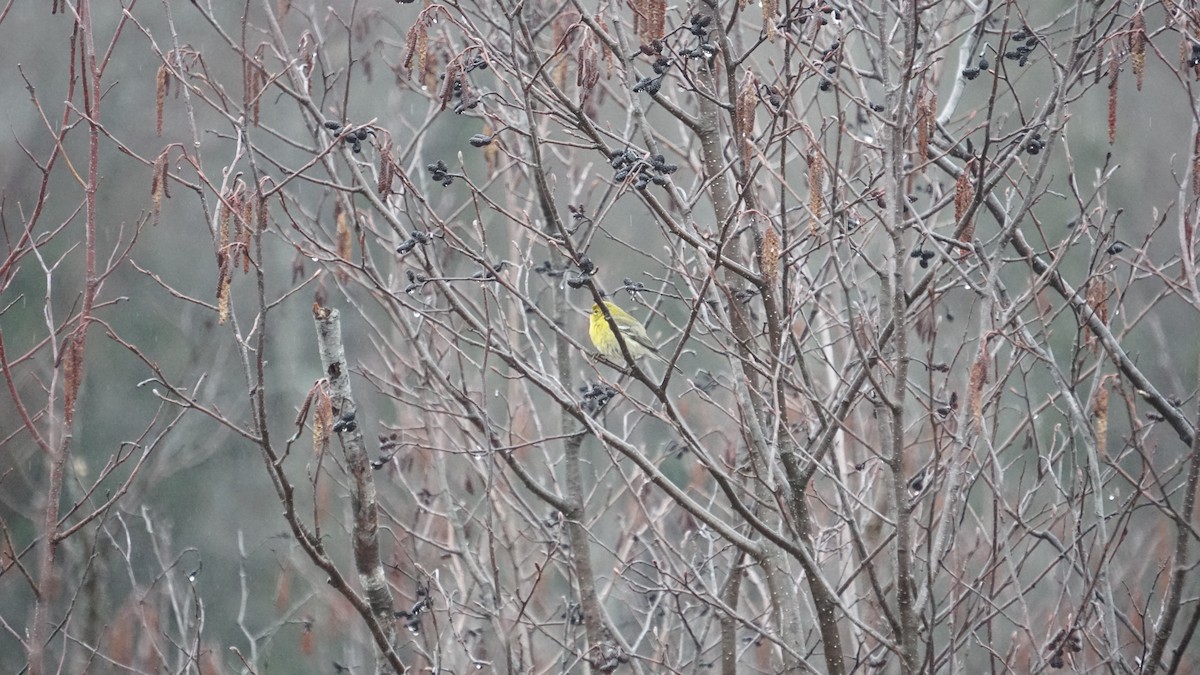 Pine Warbler - ML510745721