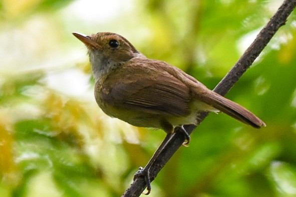 Fulvous-crowned Scrub-Tyrant - ML510745891