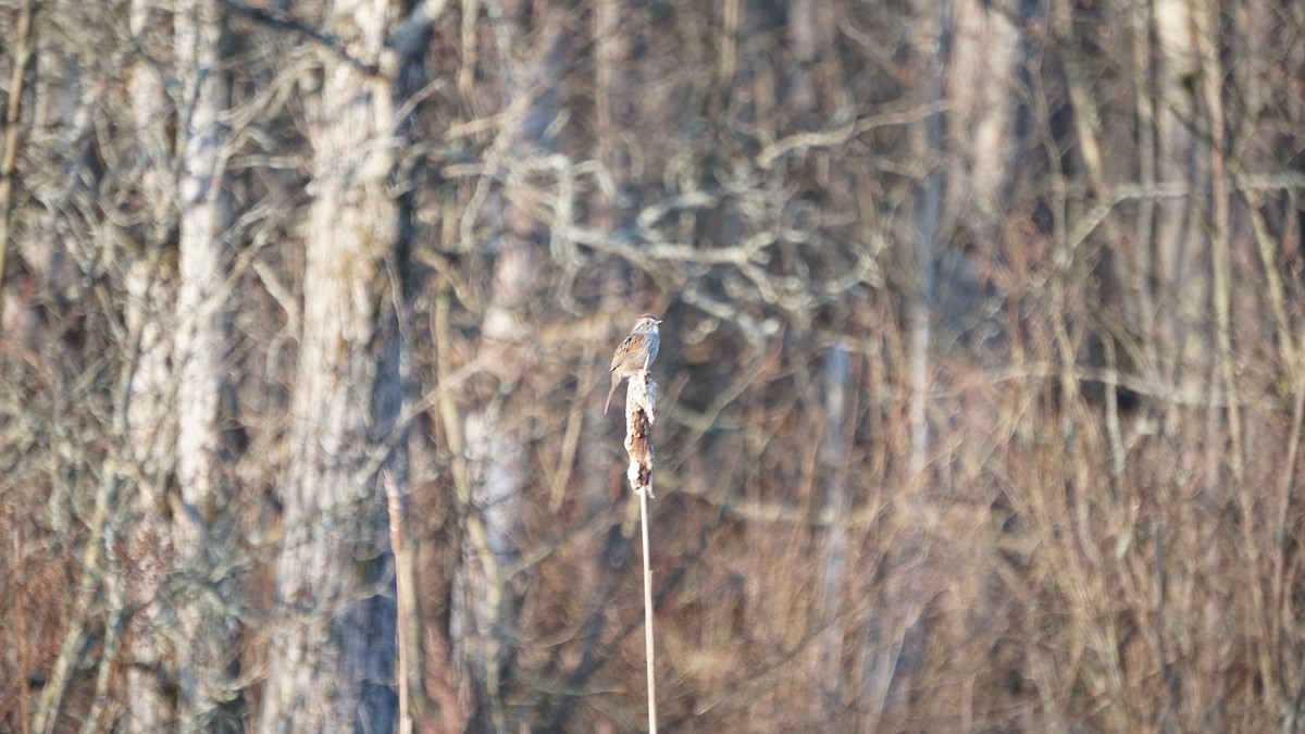 Swamp Sparrow - ML510746831