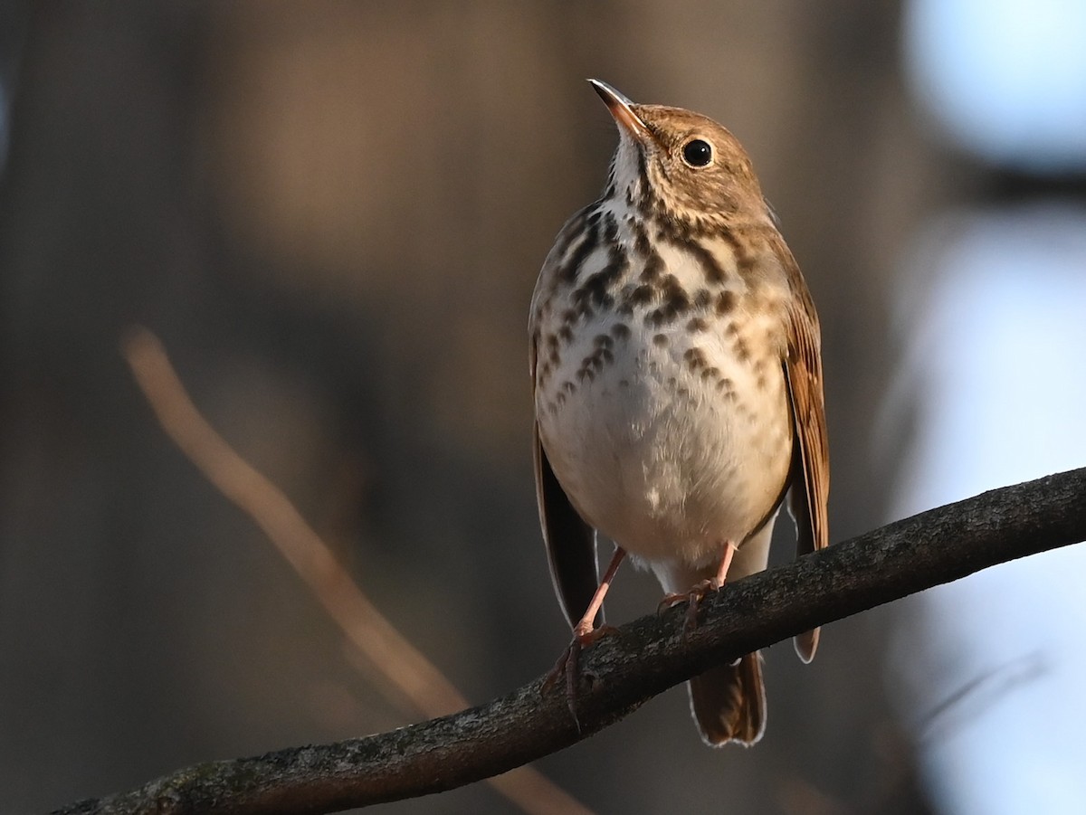 Hermit Thrush - ML510748341