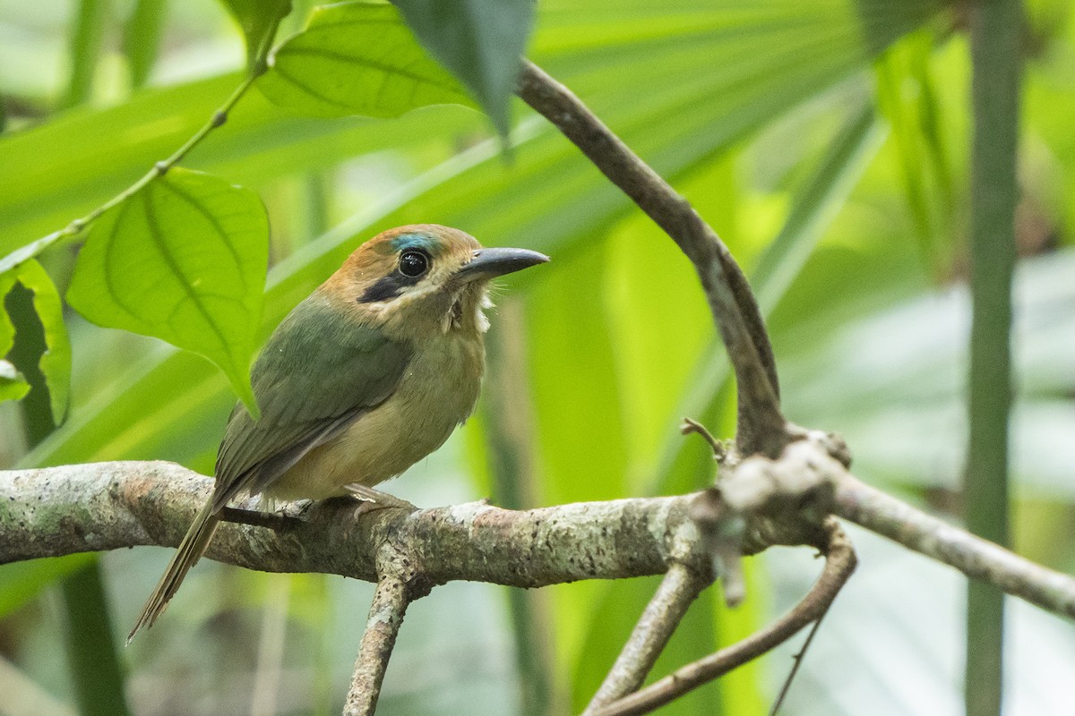 Tody Motmot - ML510748531