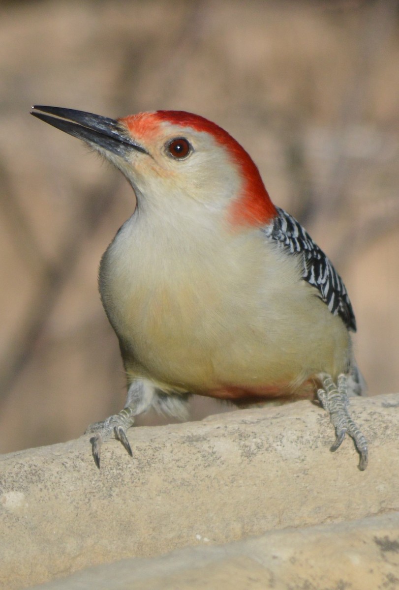 Red-bellied Woodpecker - ML510749321