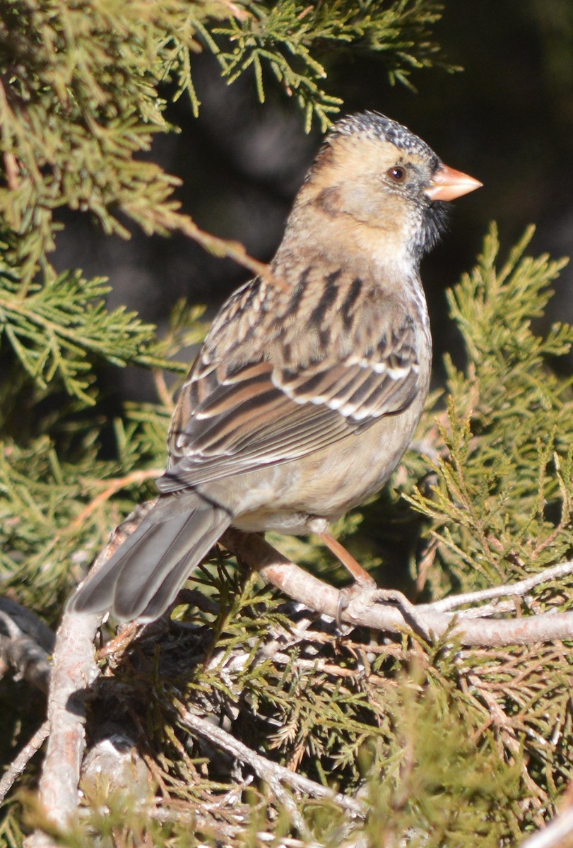 Harris's Sparrow - ML510749421