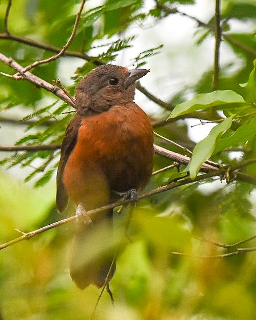 Brazilian Tanager - ML510752761