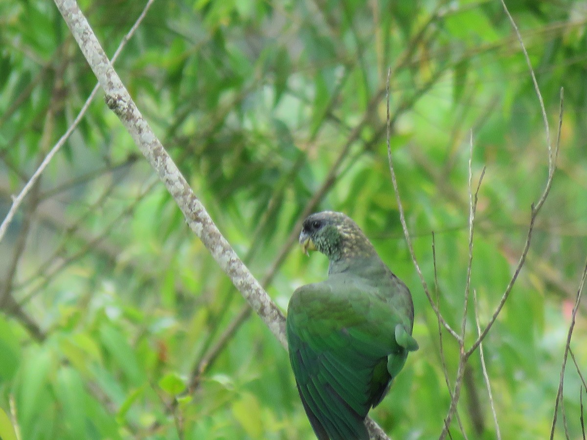 Scaly-headed Parrot - Romeu Gama