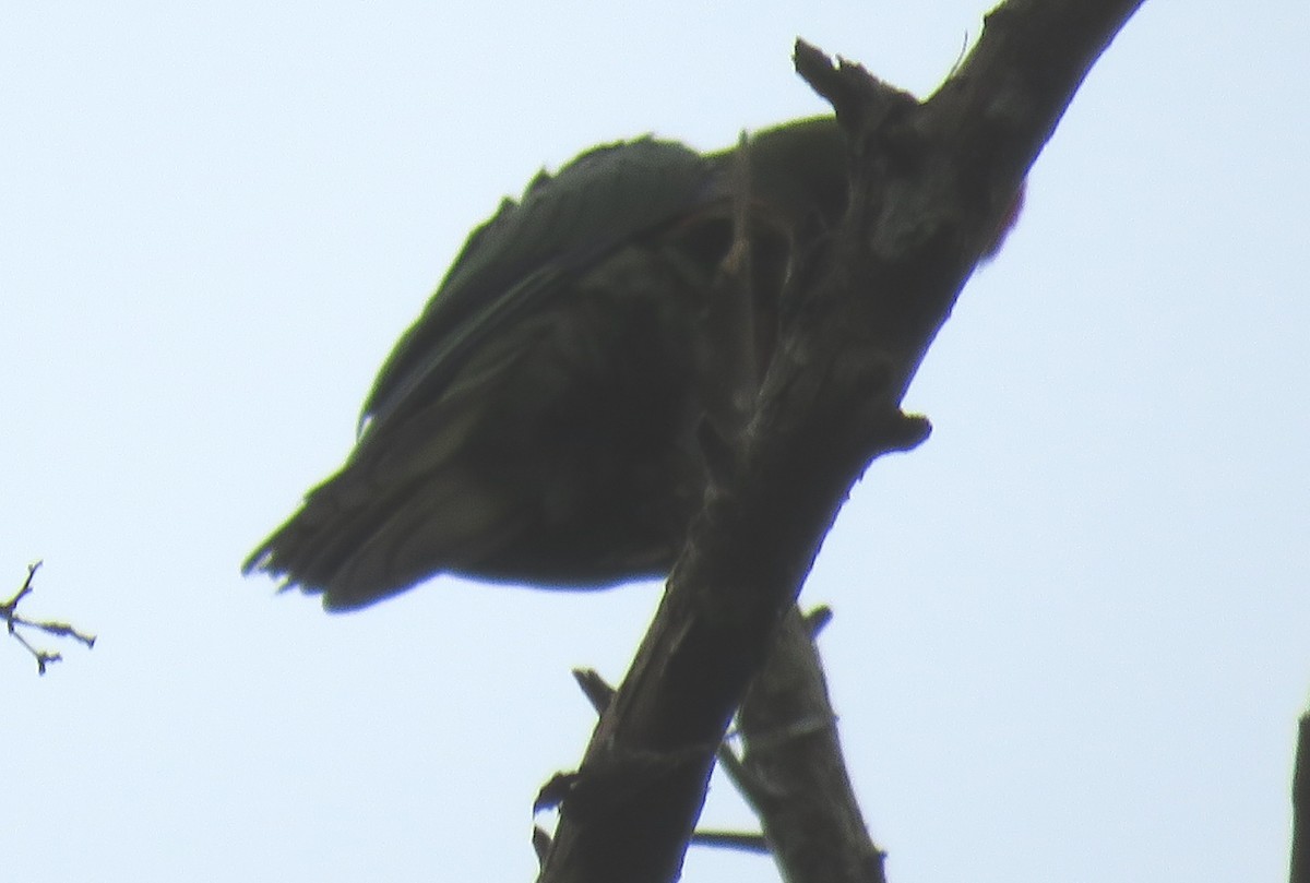 Golden-capped Parakeet - Romeu Gama