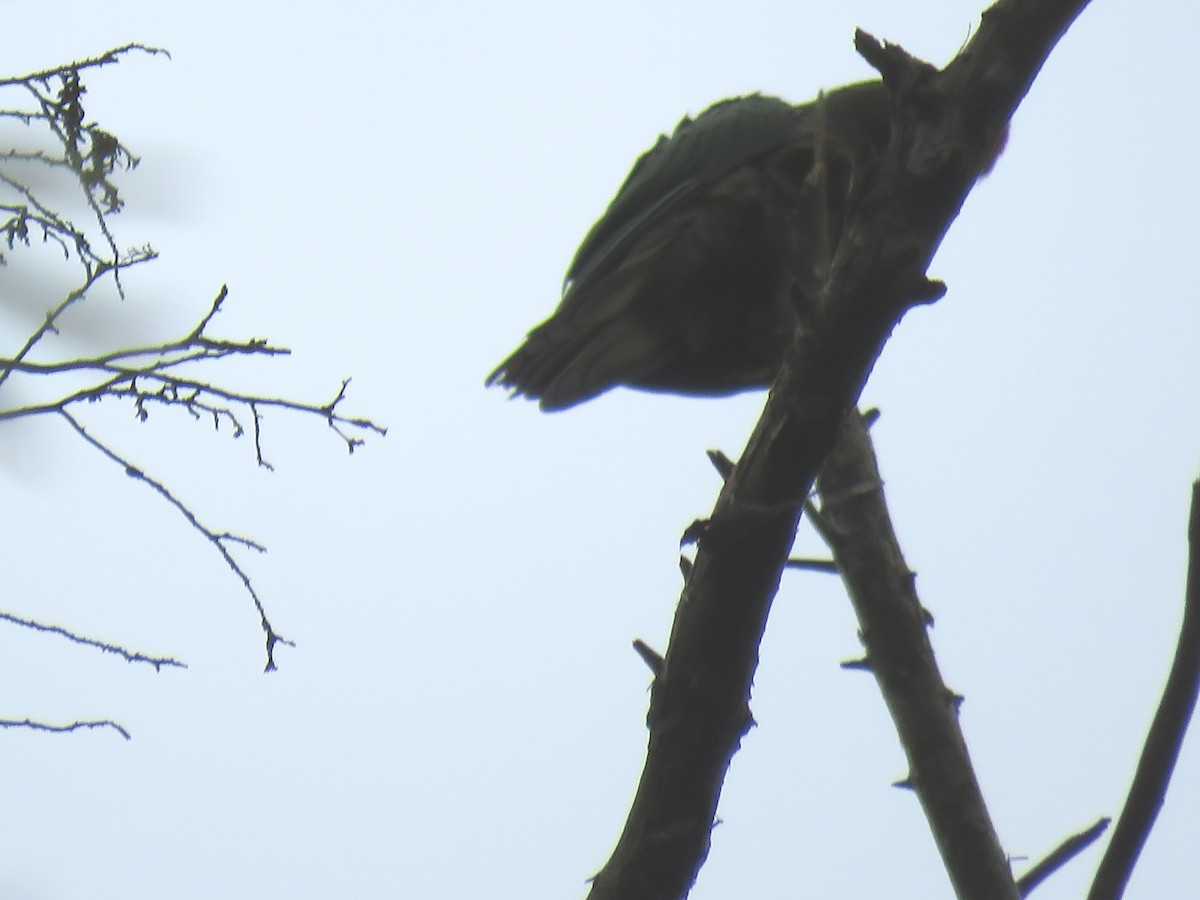 Golden-capped Parakeet - ML510753311