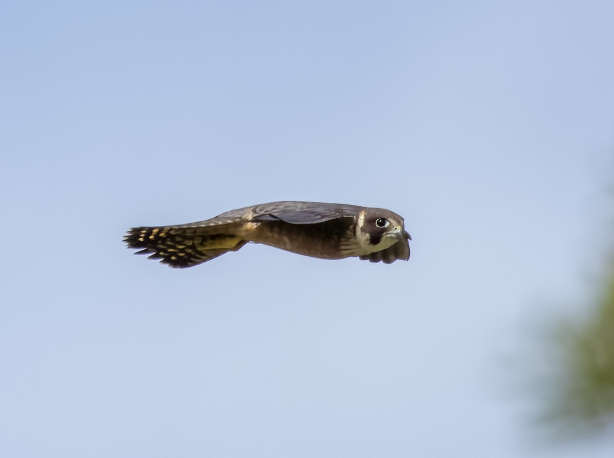 Australian Hobby - ML510754971