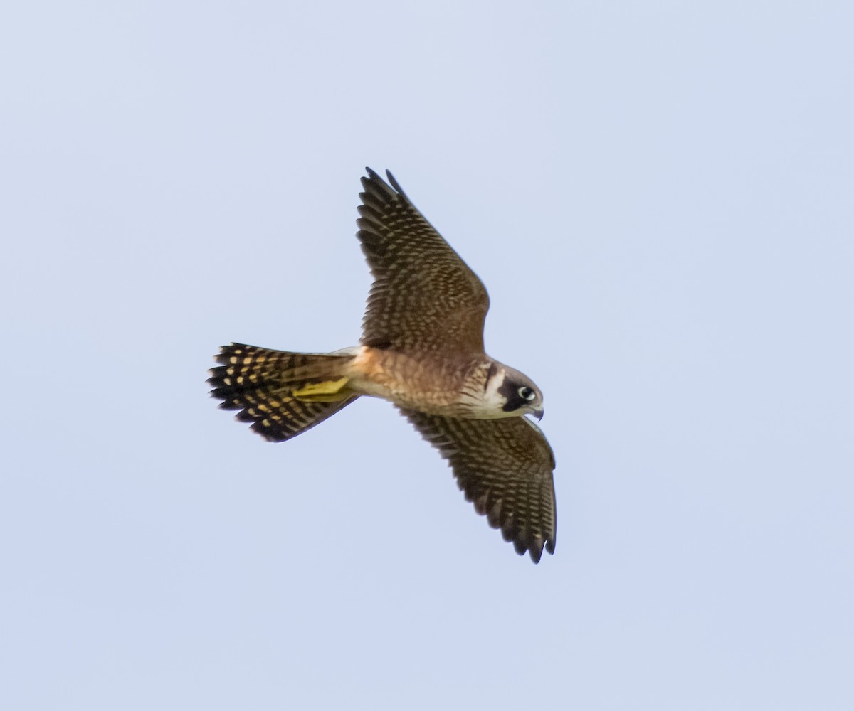 Australian Hobby - Hayley McLachlan