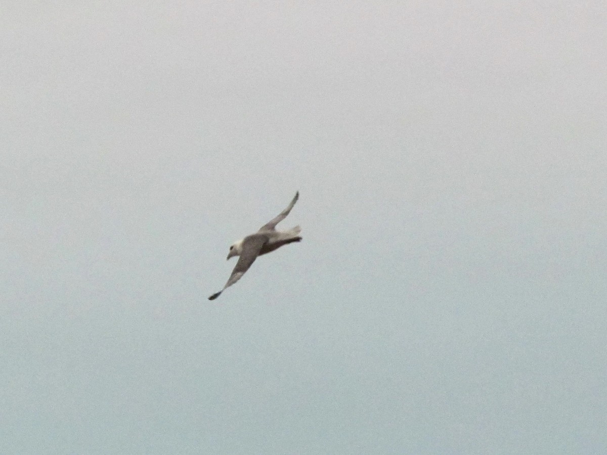 Northern Fulmar - Bruce Kerr