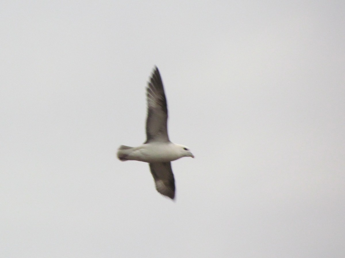 Northern Fulmar - Bruce Kerr