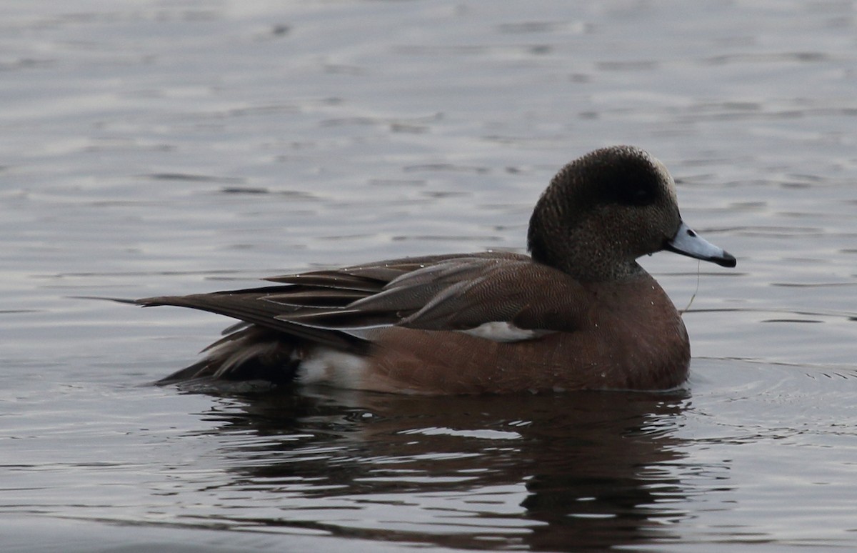 American Wigeon - ML510755861