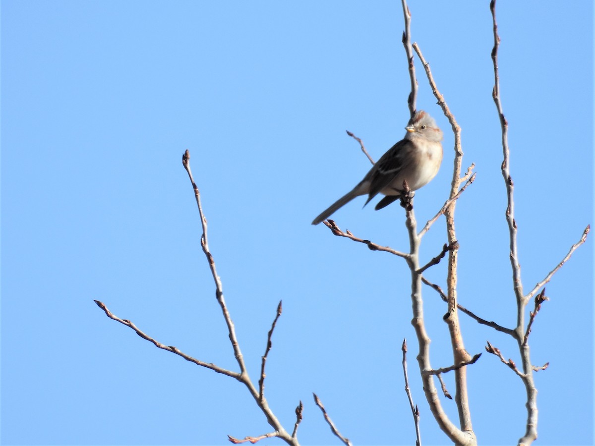 American Tree Sparrow - ML510757771