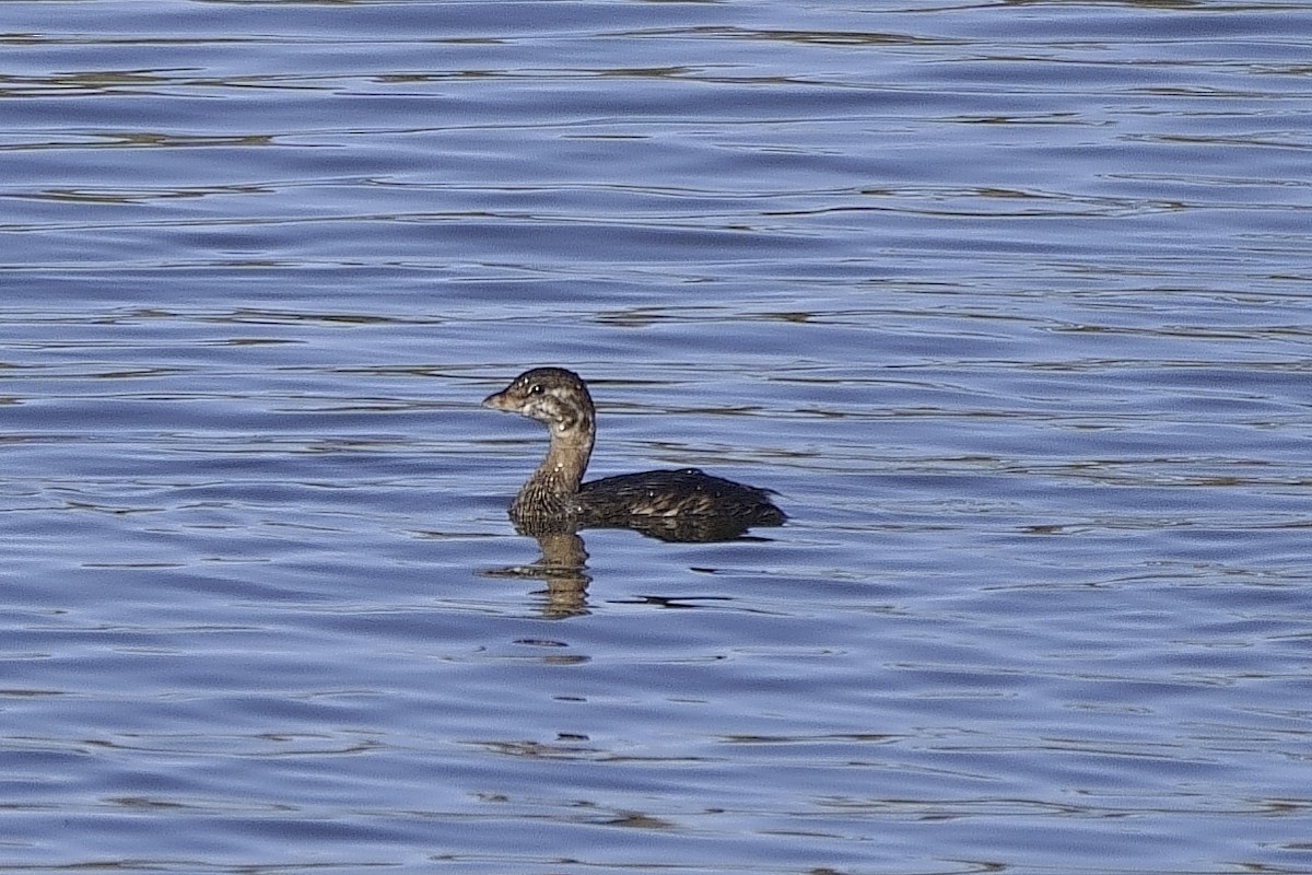 Pied-billed Grebe - ML510759701