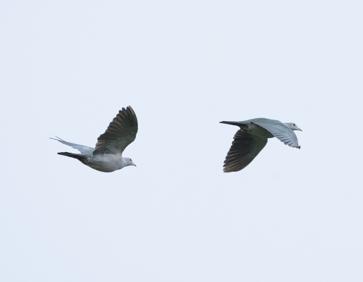 Green Imperial-Pigeon - ML510760881