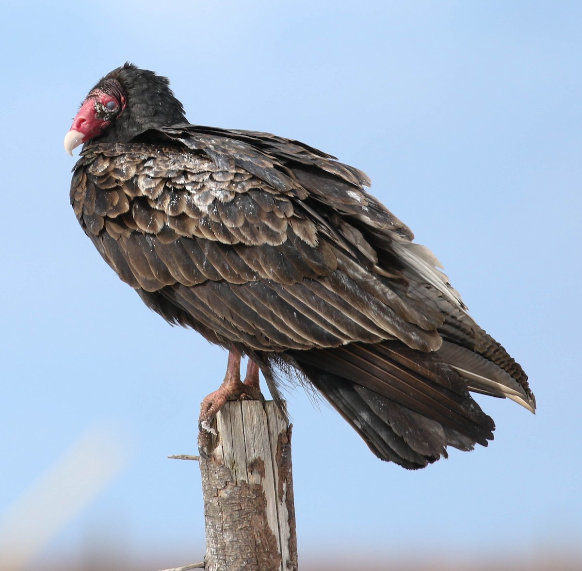 Turkey Vulture - Mark Dennis