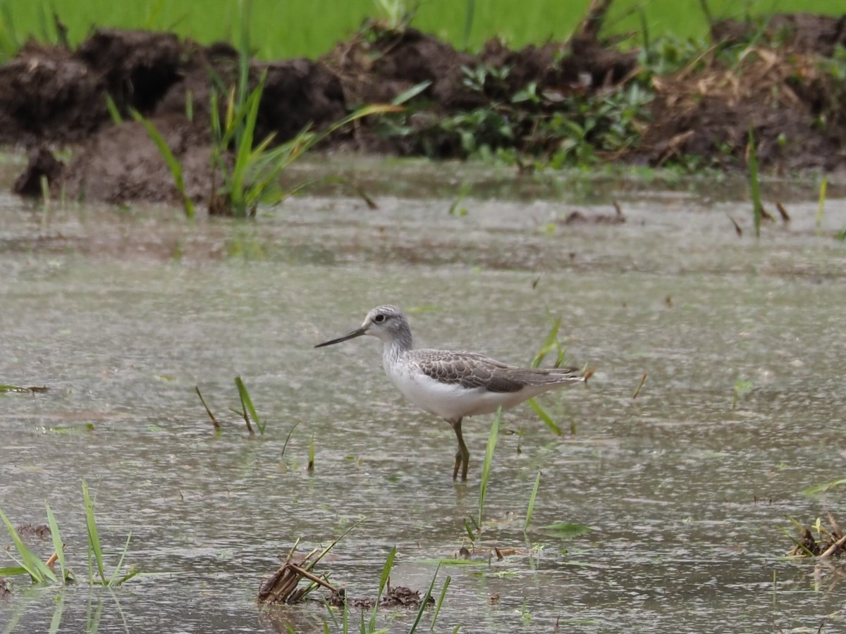 ביצנית ירוקת-רגל - ML510762751