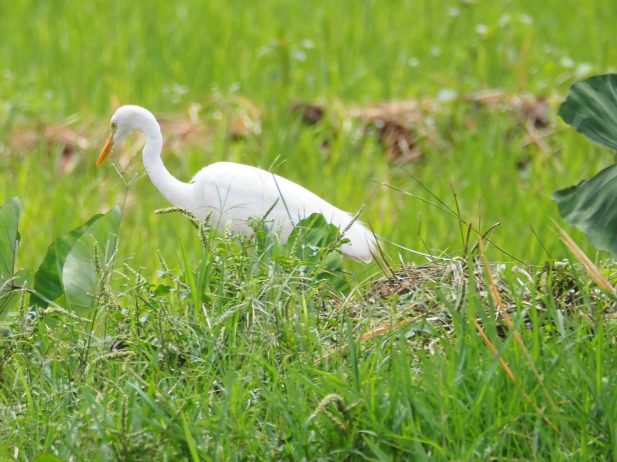 Yellow-billed Egret - ML510762831