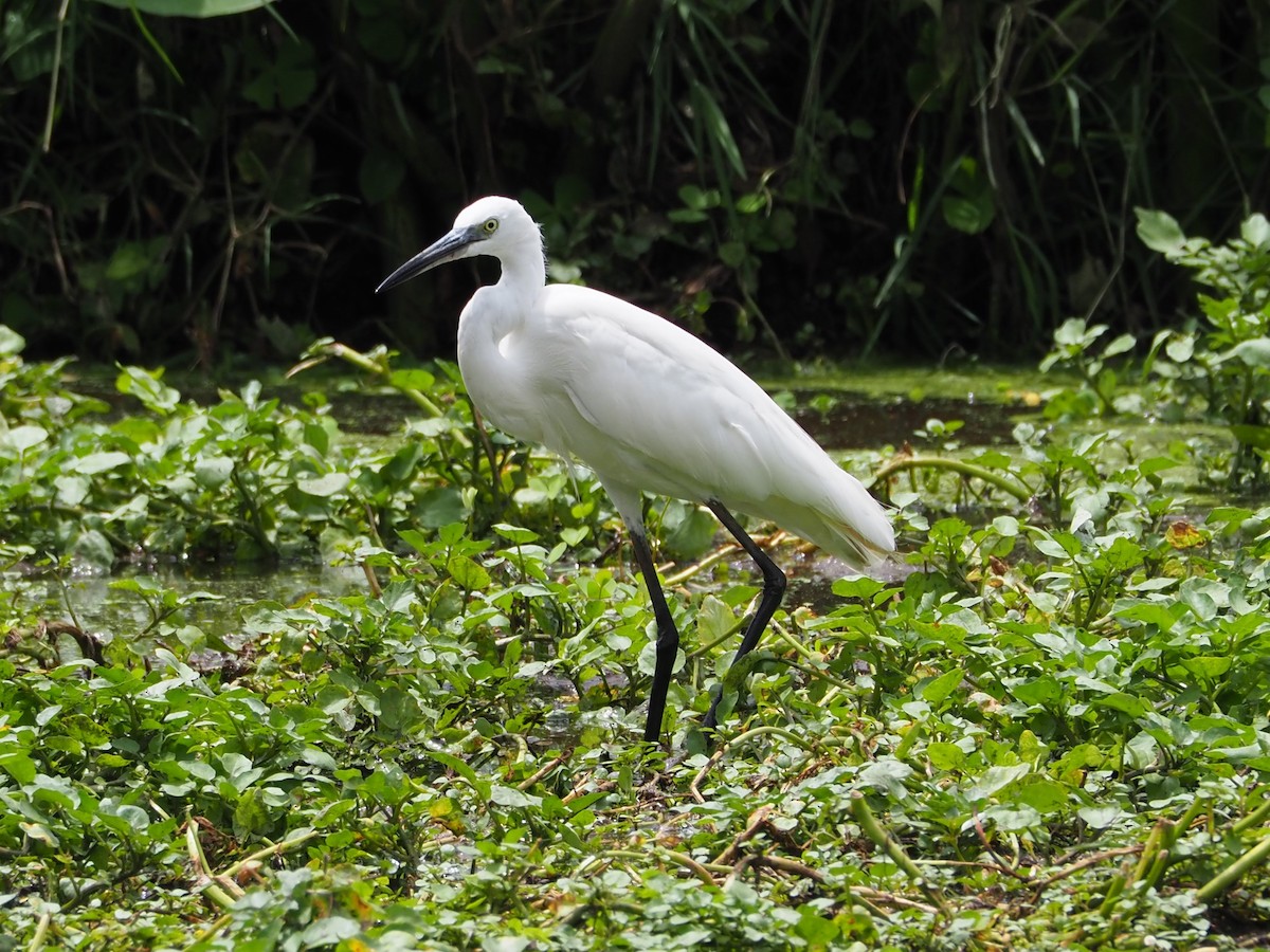 לבנית קטנה - ML510762891