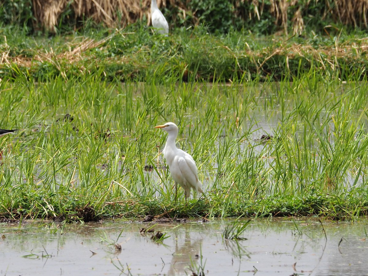 אנפית בקר מערבית - ML510762961