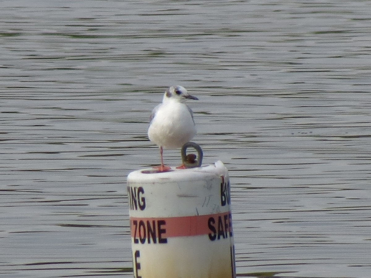 Bonaparte's Gull - ML51076301