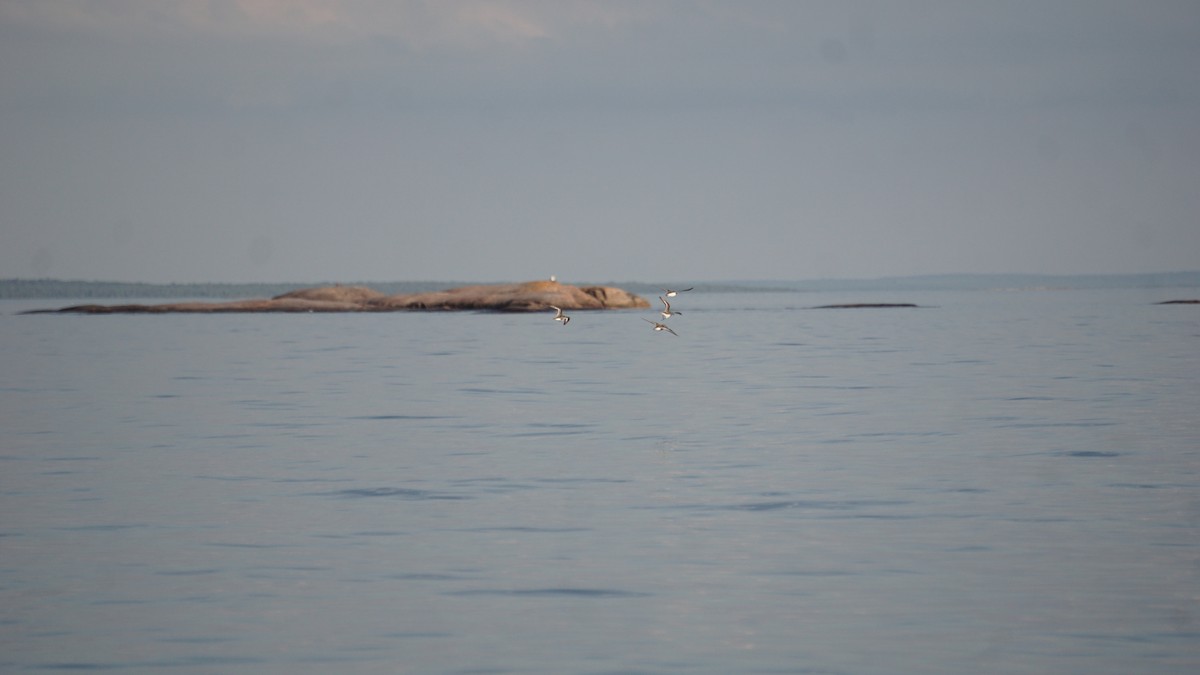 Bécasseau sanderling - ML510764101