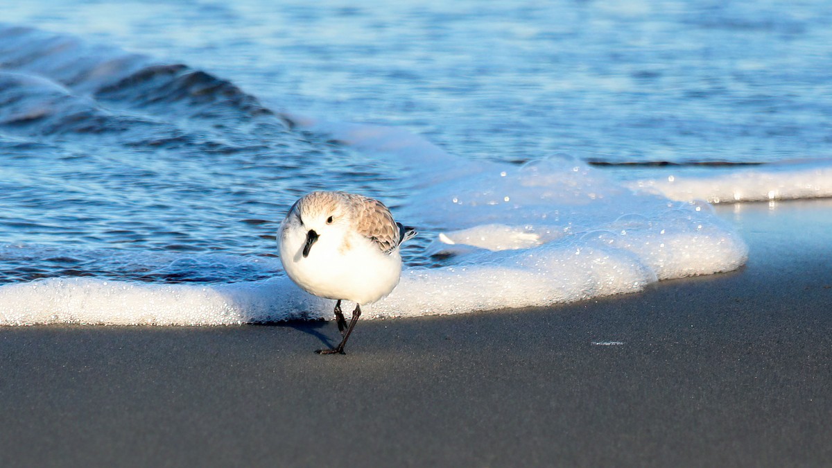 Sanderling - ML510765211