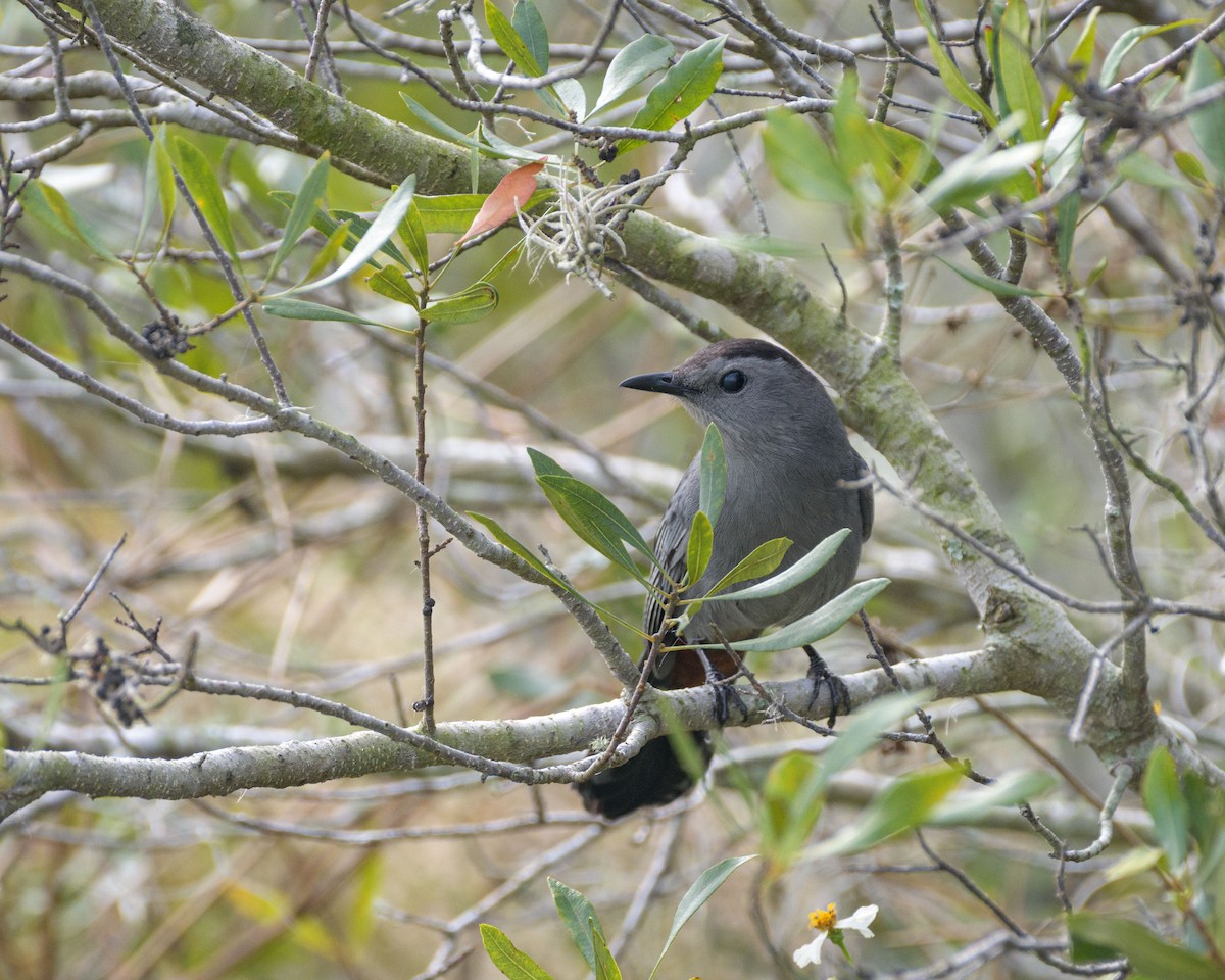 Gray Catbird - ML510765481