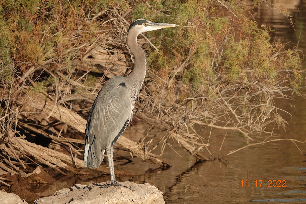 Great Blue Heron - ML510766481