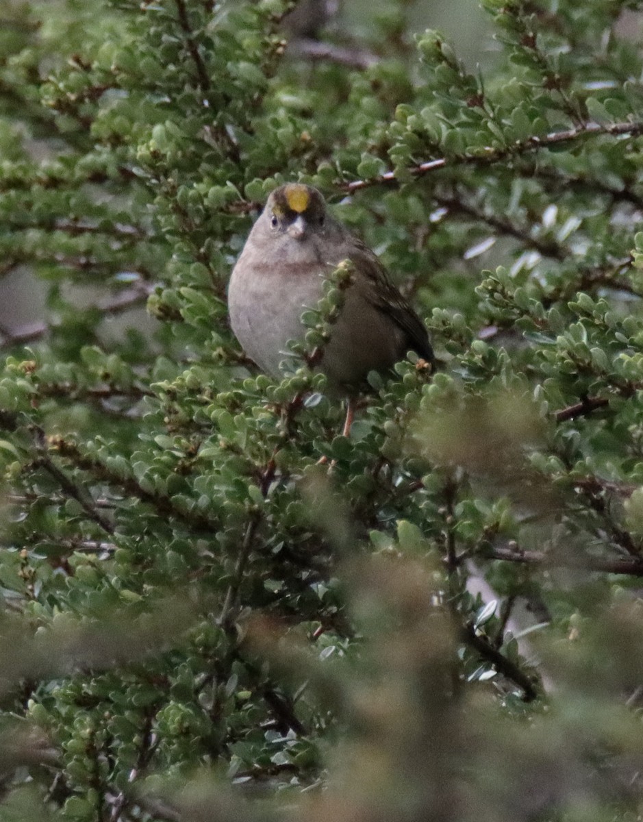 Golden-crowned Sparrow - Sally Veach