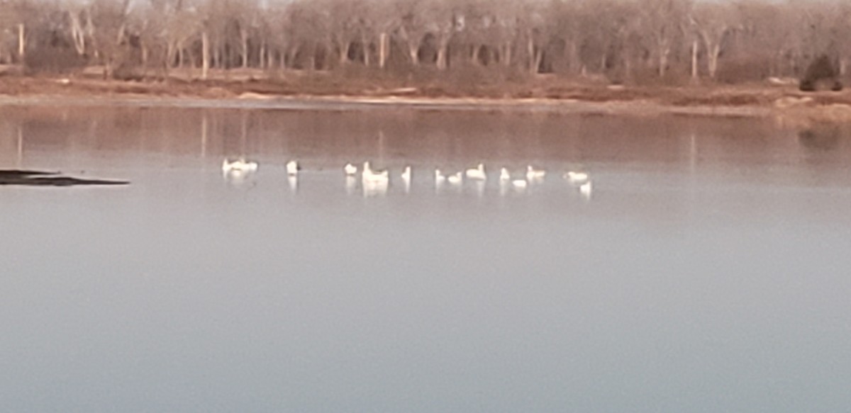 Trumpeter Swan - ML510775281