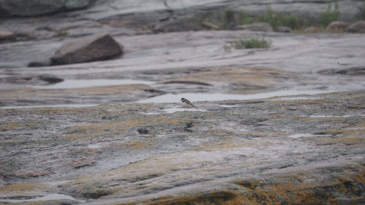 Semipalmated Plover - ML510775411