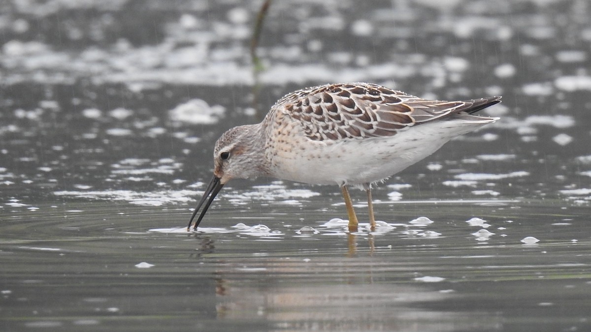 Stilt Sandpiper - Desmond J MacNeal