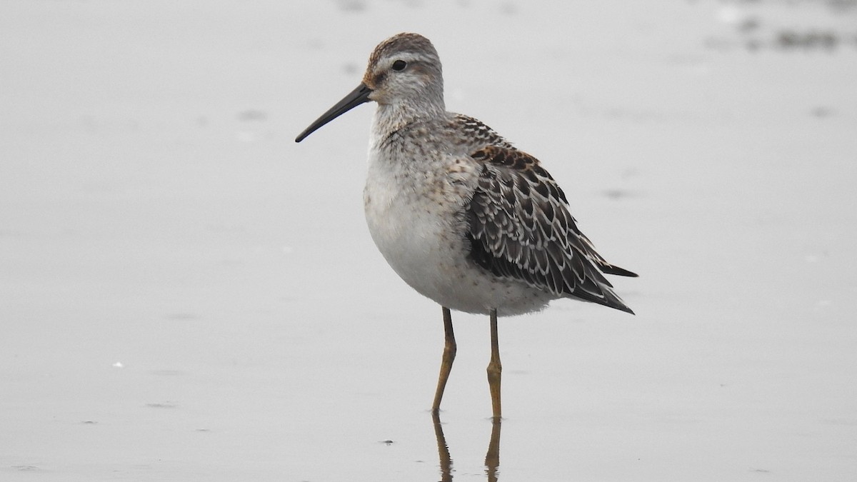 Stilt Sandpiper - Desmond J MacNeal