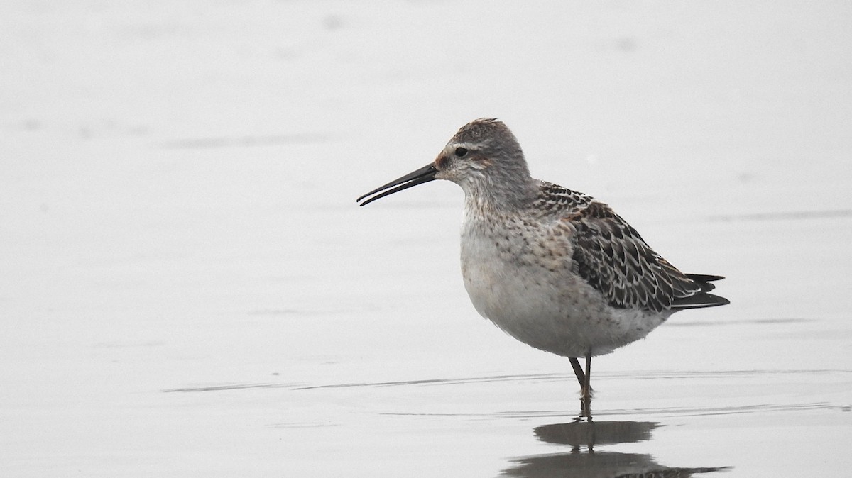 Stilt Sandpiper - Desmond J MacNeal