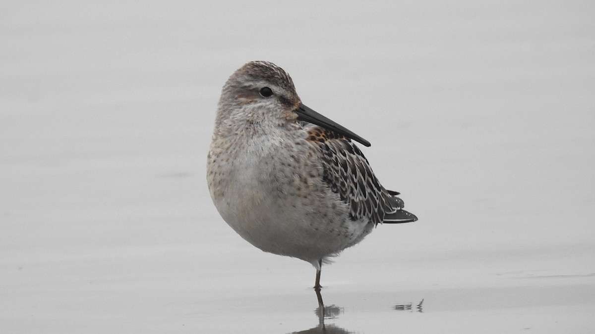 Stilt Sandpiper - Desmond J MacNeal