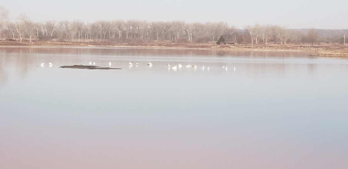 Trumpeter Swan - ML510777281