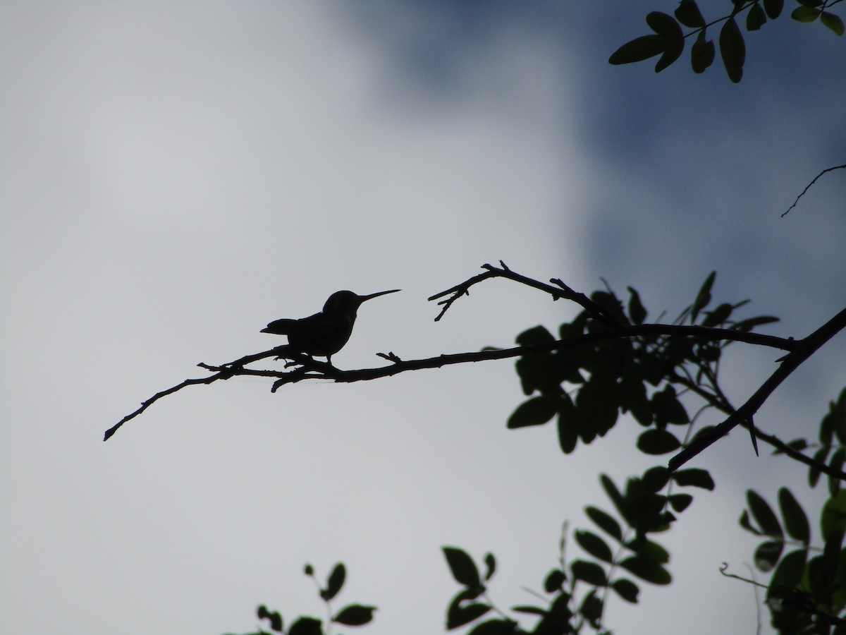 Glittering-bellied Emerald - ML510777331