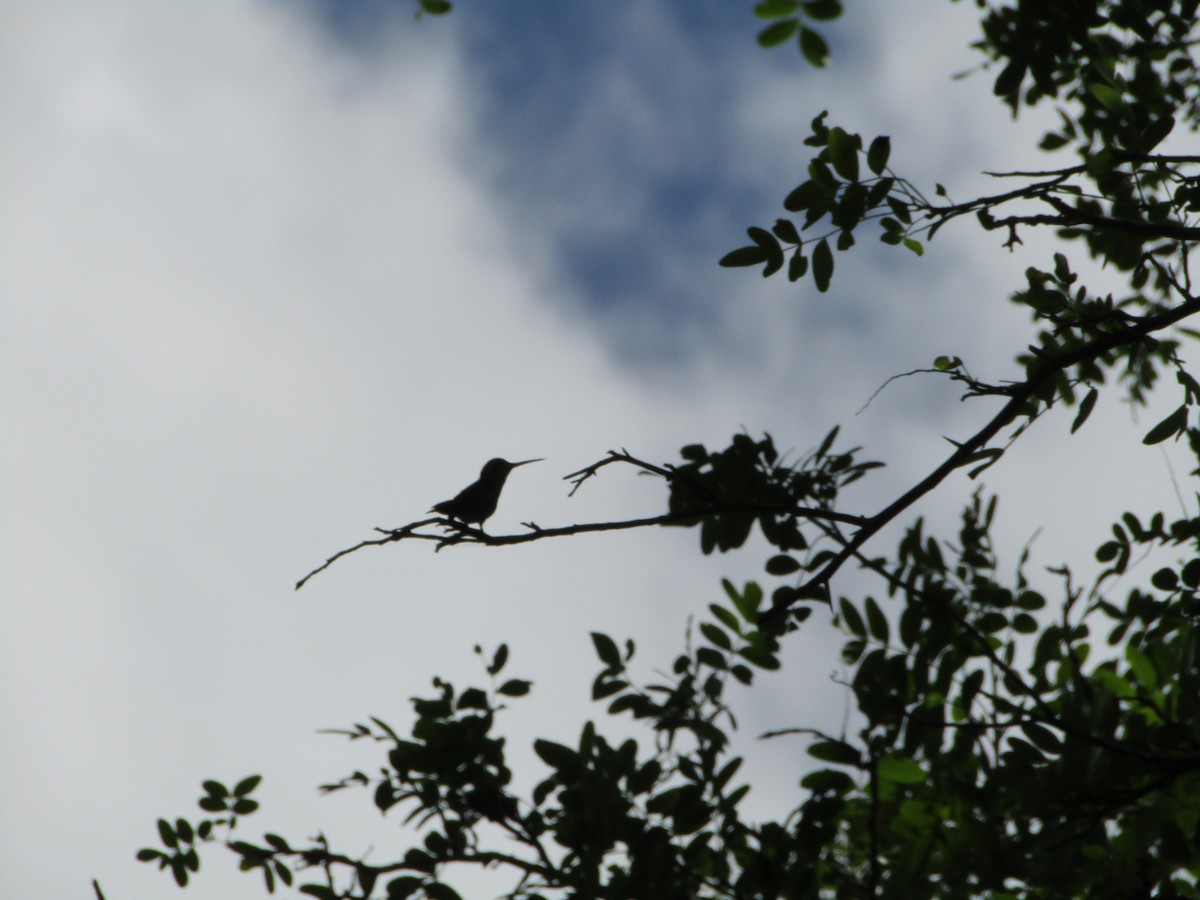 kolibřík lesklobřichý - ML510777341