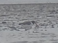 American Oystercatcher - ML510777461