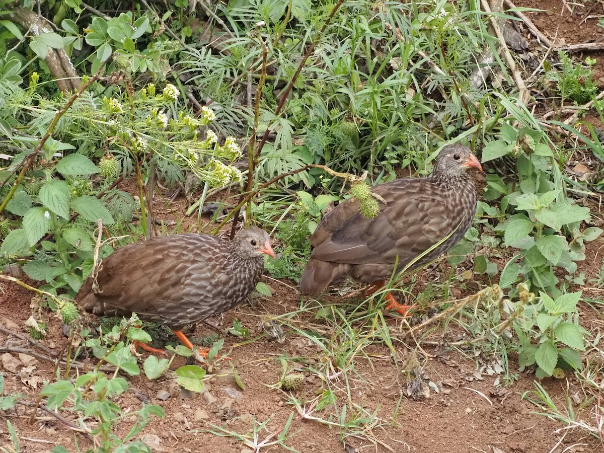 Scaly Spurfowl - ML510778111