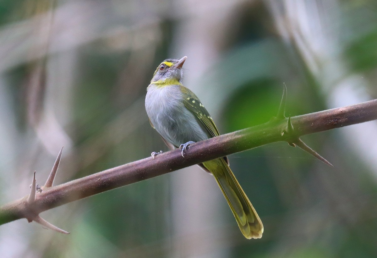 Gelbkehl-Tropfenvogel - ML510778391