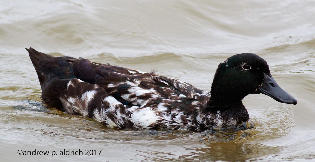 Mallard (Domestic type) - andrew aldrich