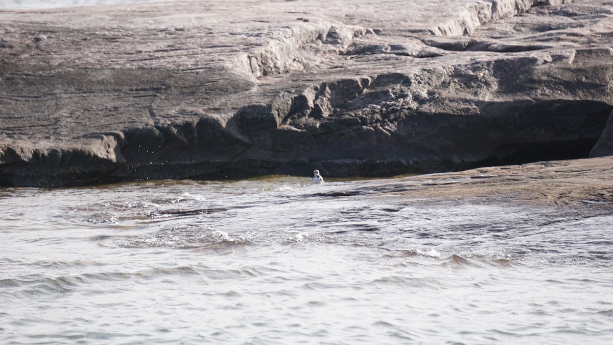 Semipalmated Plover - ML510780751