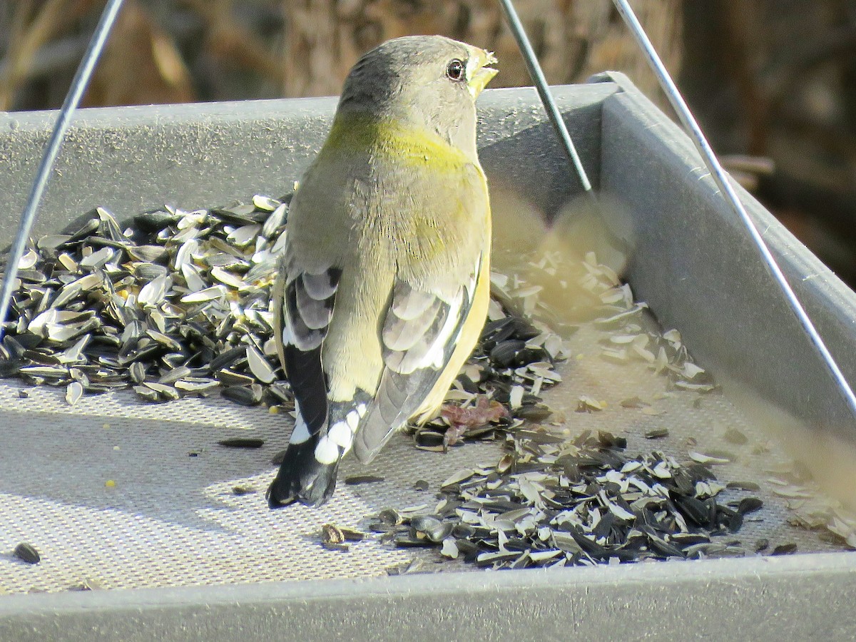 Evening Grosbeak - ML510782081