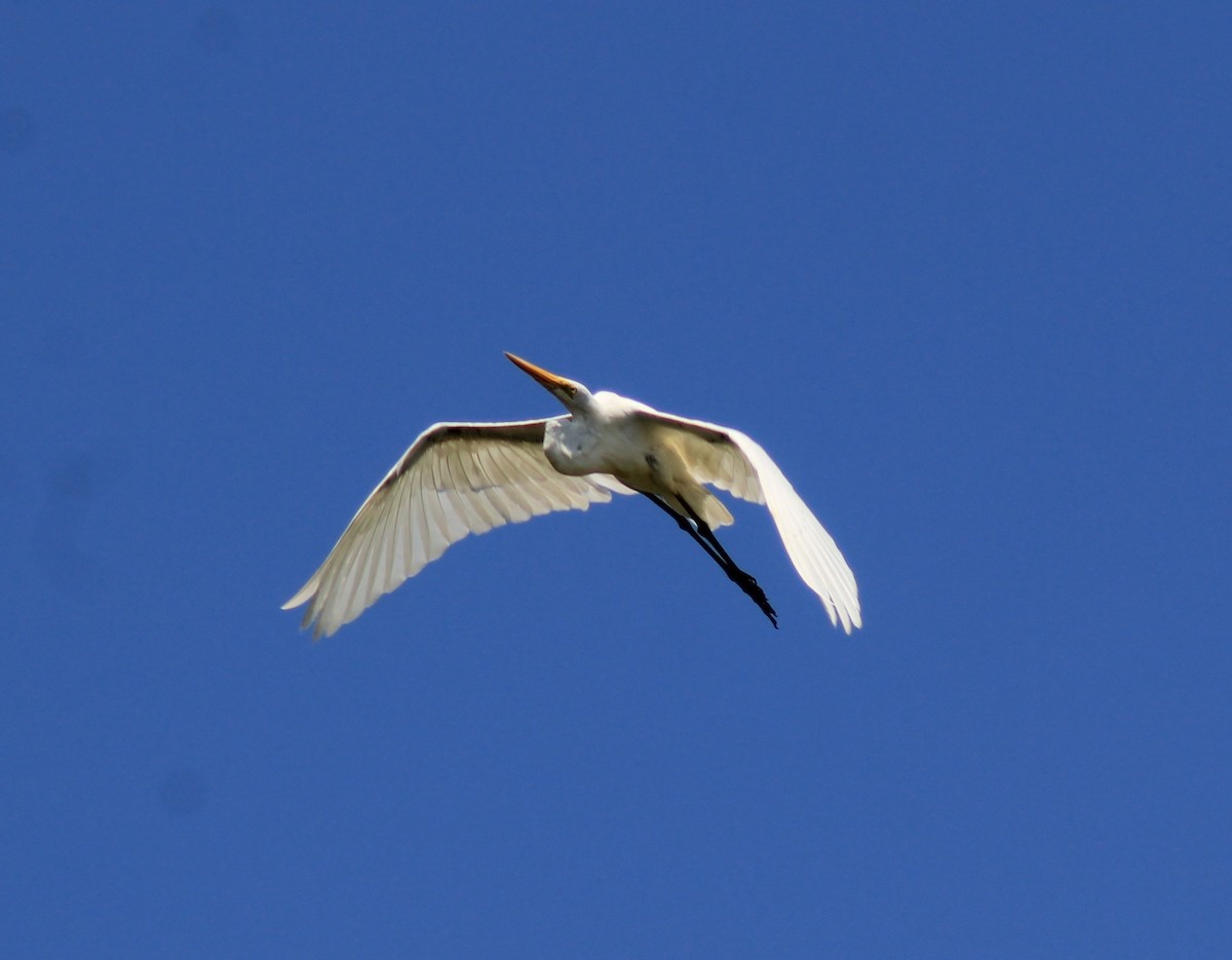 Great Egret - Eimy Agüero Eca