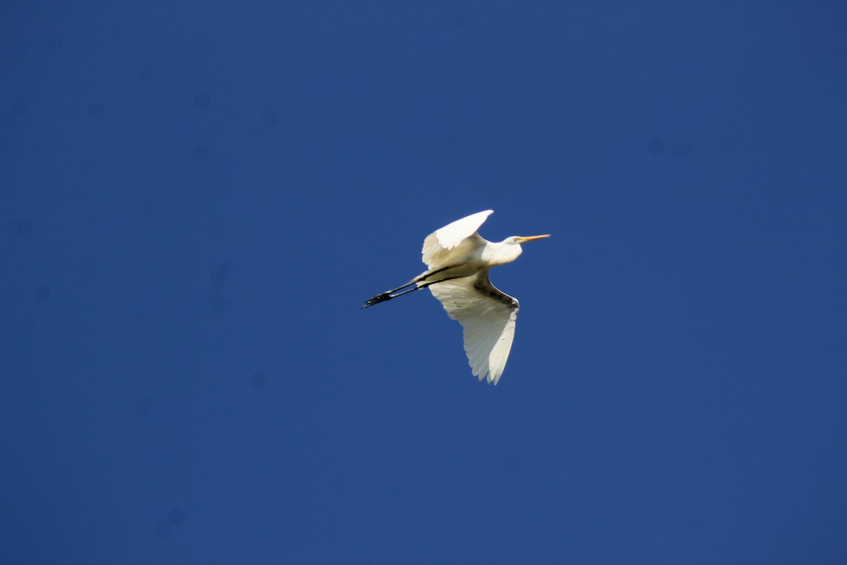 Great Egret - Eimy Agüero Eca