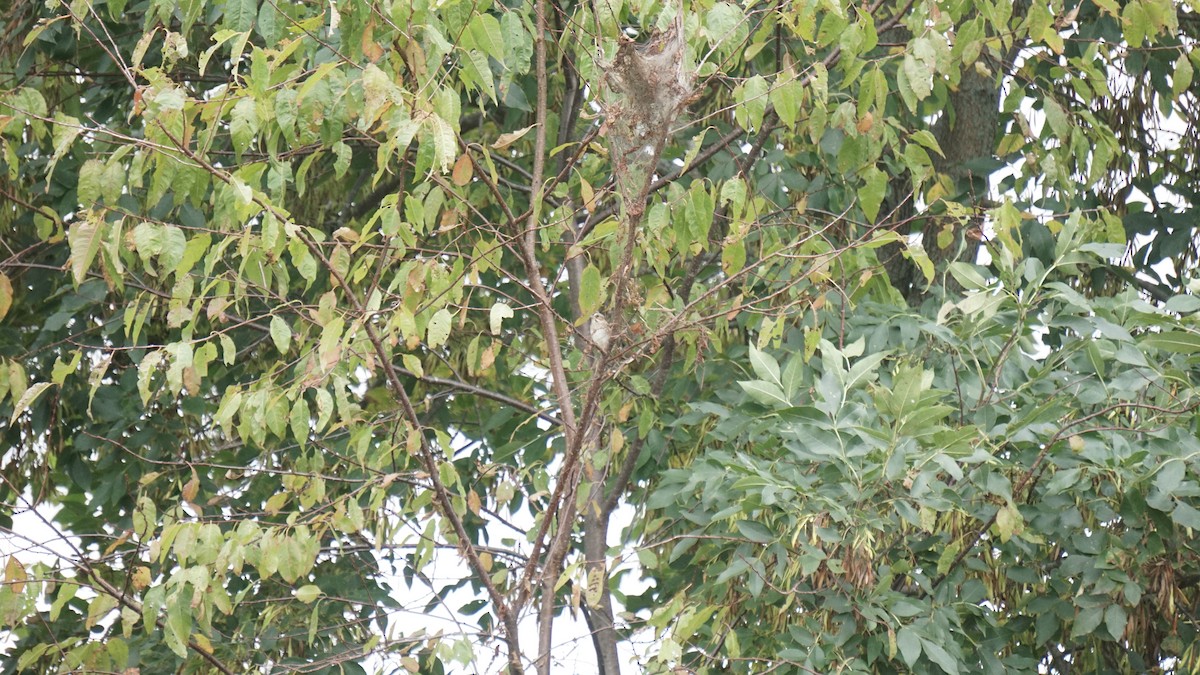 Swamp Sparrow - ML510782151