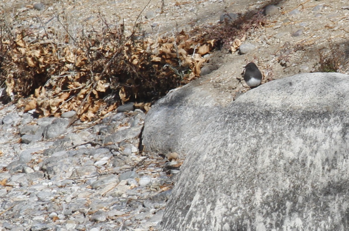 Black Phoebe - ML510782331